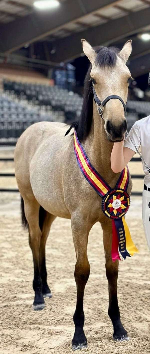 all-around-friesian-horse