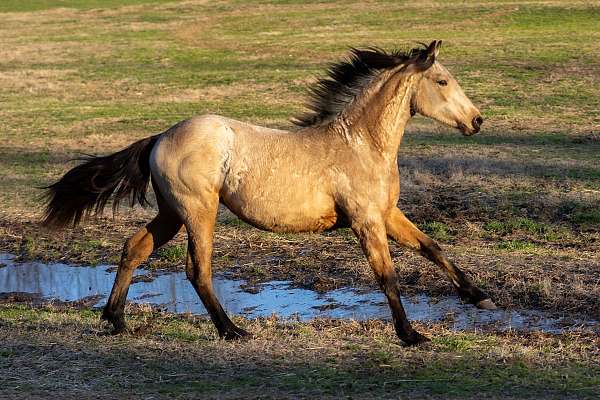 athletic-friesian-horse