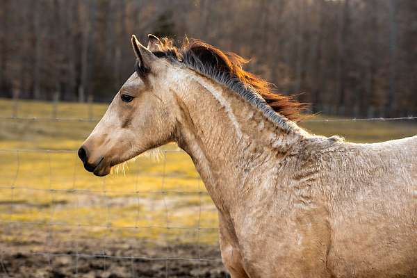 breeding-friesian-horse