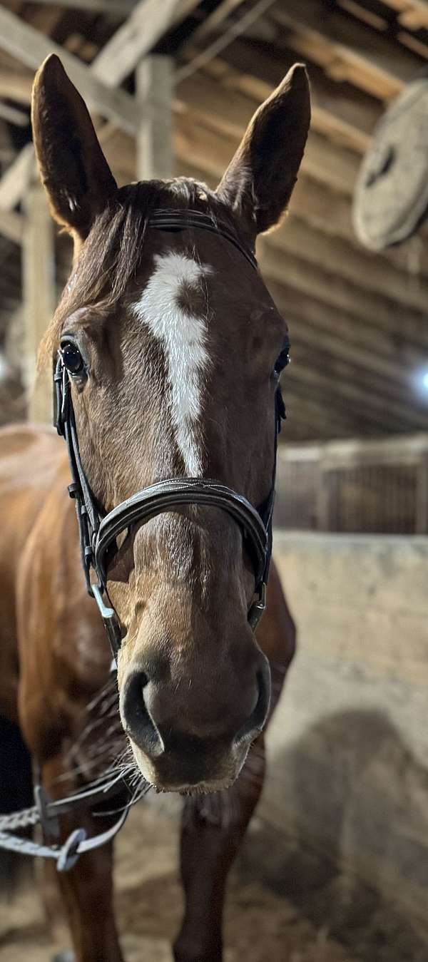 dressage-thoroughbred-horse