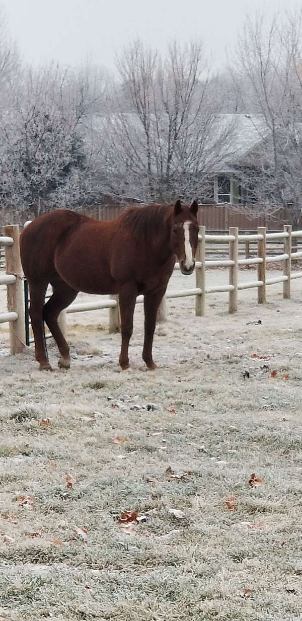 quarter-horse-mare