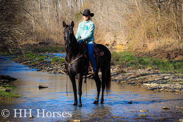 workin-missouri-fox-trotter-horse