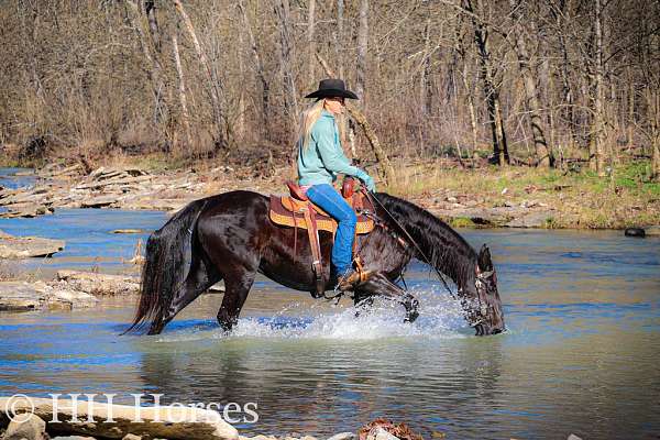 all-around-missouri-fox-trotter-horse