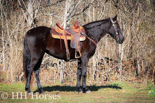 athletic-missouri-fox-trotter-horse