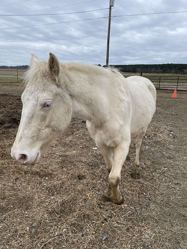 all-around-quarter-horse