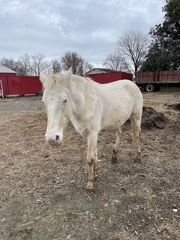 white-therapy-horse