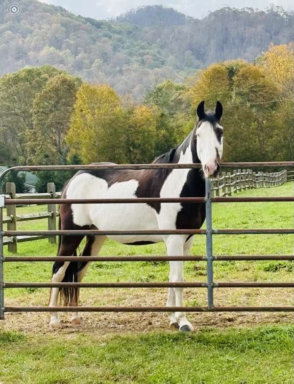 quiet-gelding-paint-horse