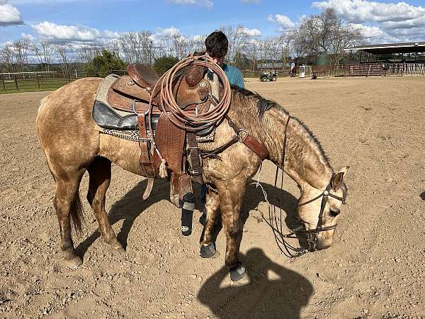 all-around-ranch-palomino-horse