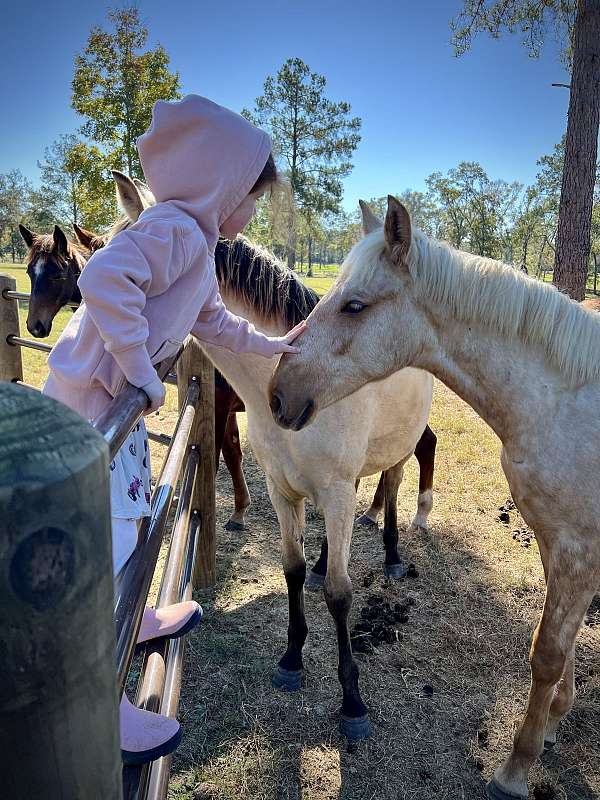 double-registered-colt-mare