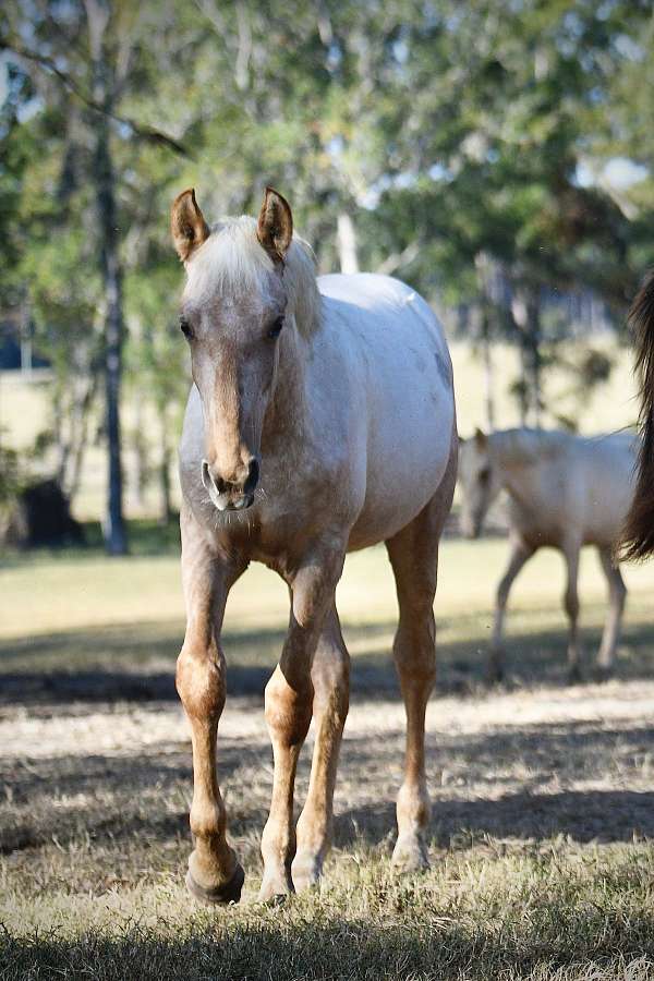 palomino-roan-twhbea-colt-mare