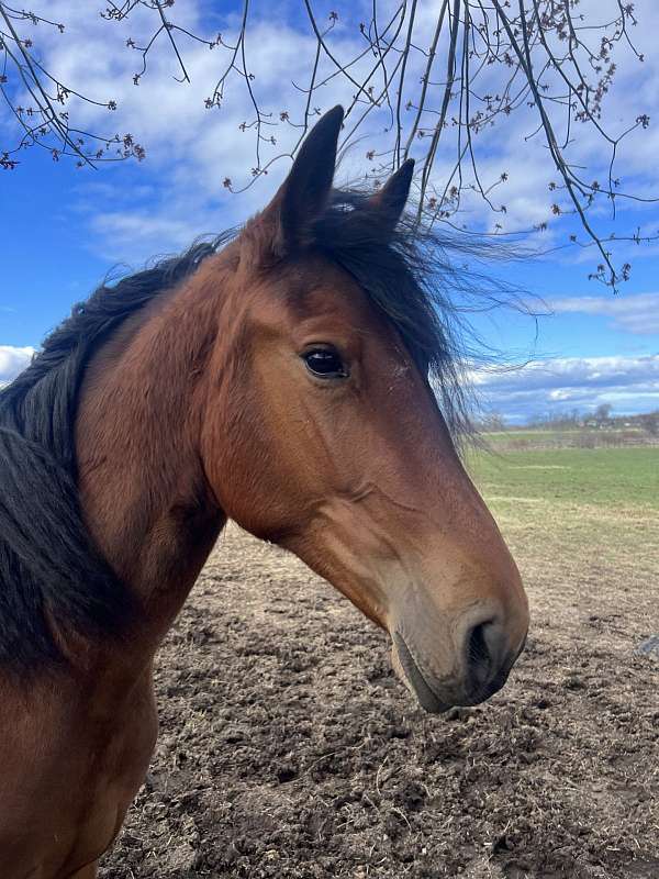 new-hampshire-horse