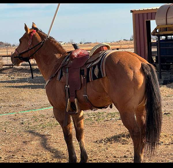 red-dun-stripe-on-back-horse