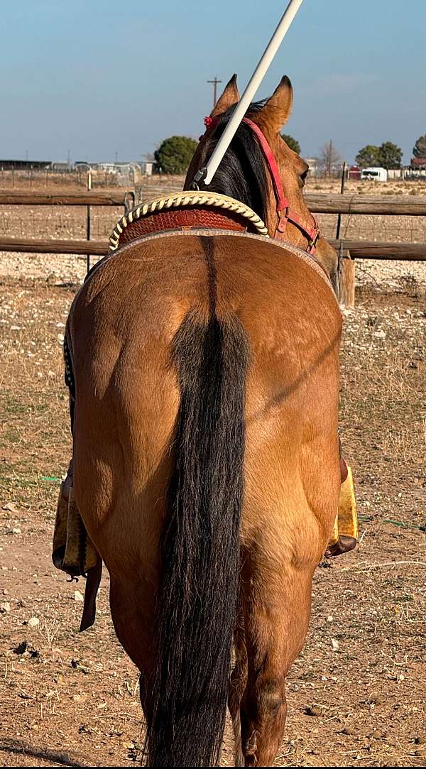 stripe-on-back-horse