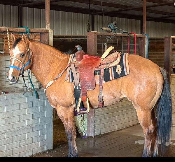 stripe-on-back-horse