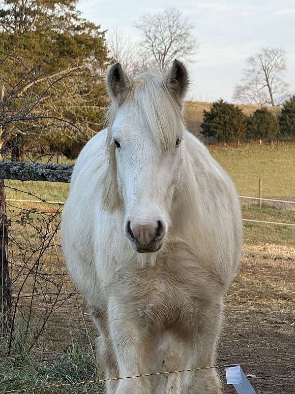 gypsy-vanner-colt