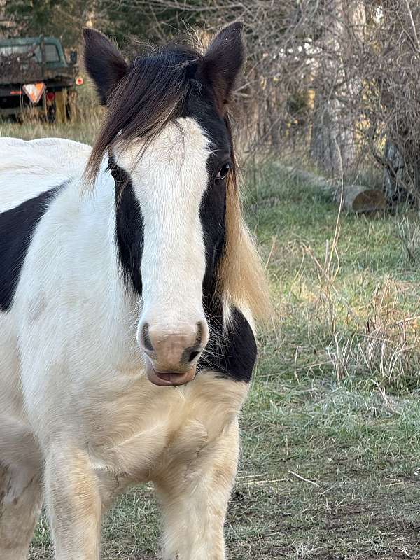 gypsy-vanner-horse-for-sale