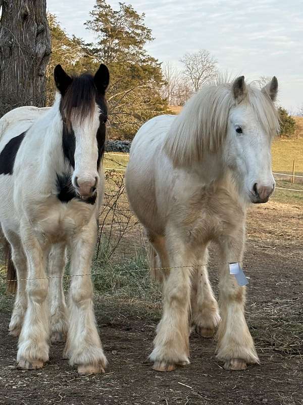 gypsy-vanner-horse