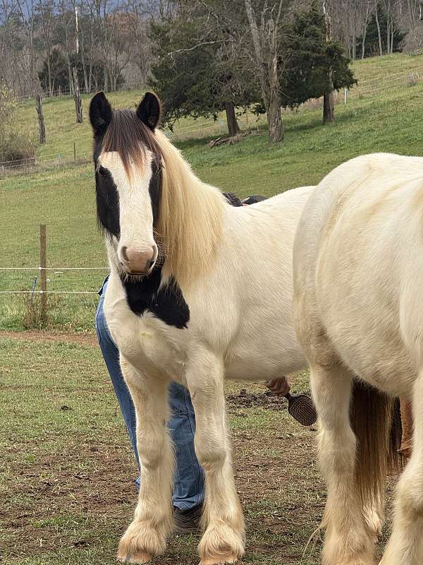 smokey-black-horse-for-sale