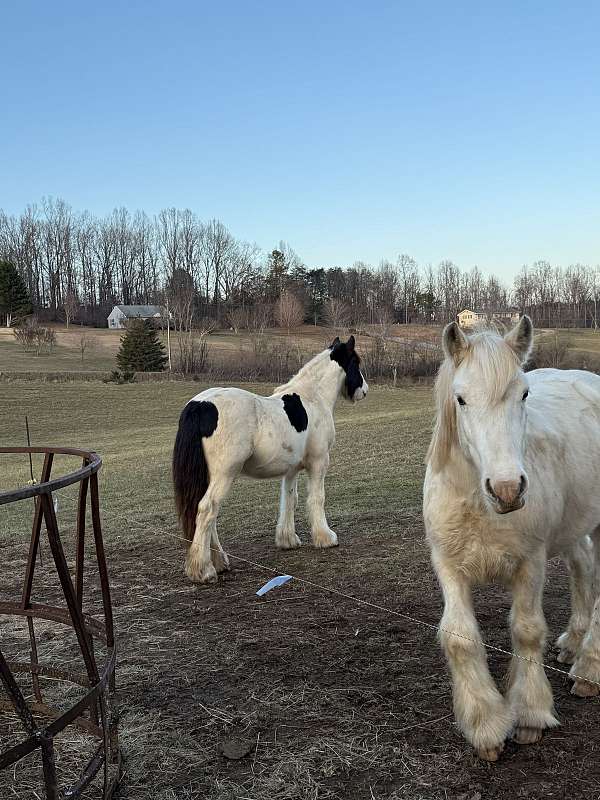 tobiano-horse-for-sale