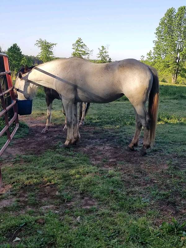 athena-andalusian-horse