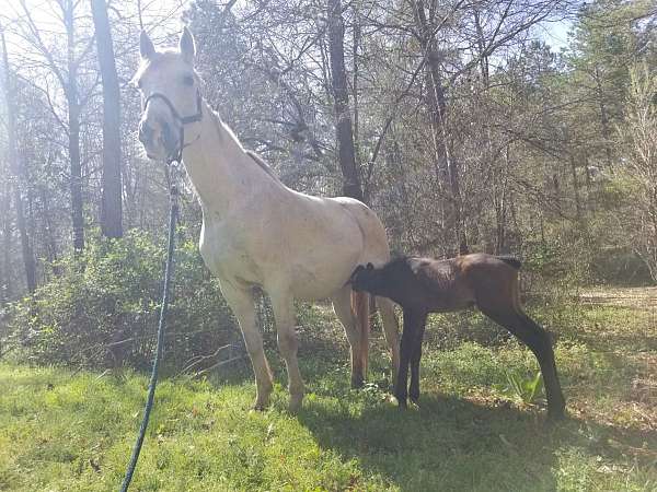 jack-andalusian-horse