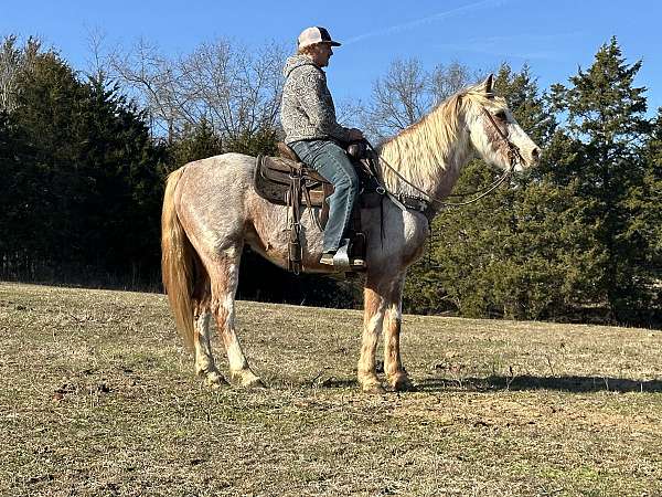 tennessee-walking-gelding