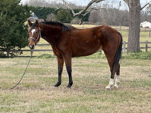 quarter-horse-mare