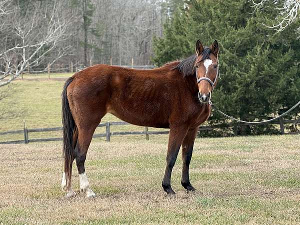 quarter-horse-for-sale