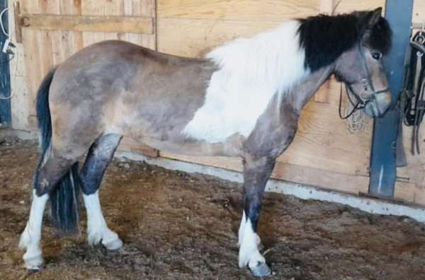 beginner-icelandic-horse