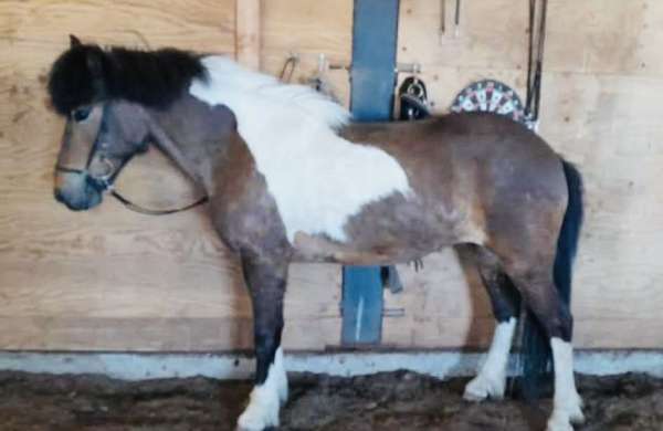 breeding-icelandic-horse