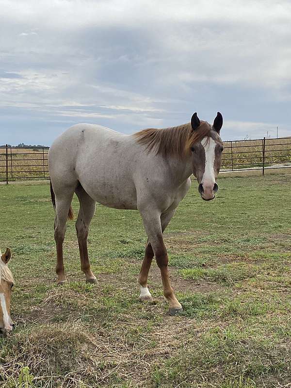 red-roan-blaze-front-left-sock-horse