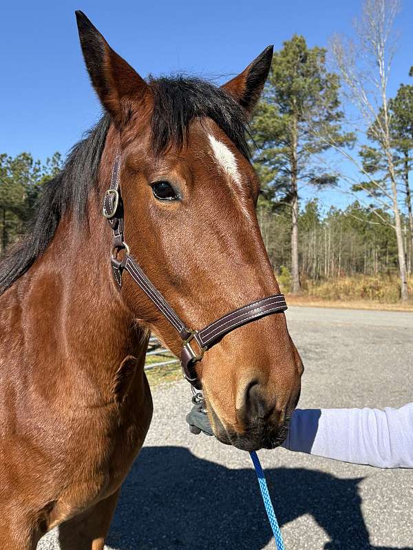 good-manners-draft-horse