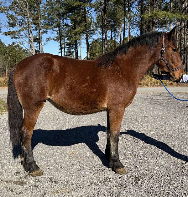 saddles-draft-horse