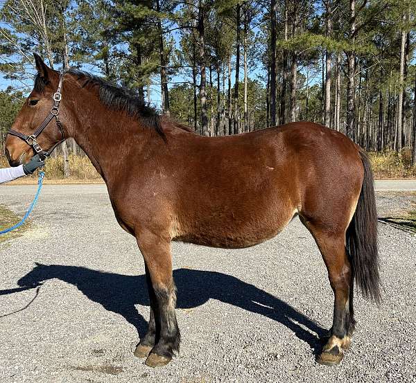 sells-draft-horse