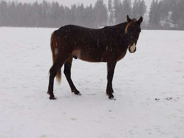 double-registered-gaited-rocky-mountain-horse