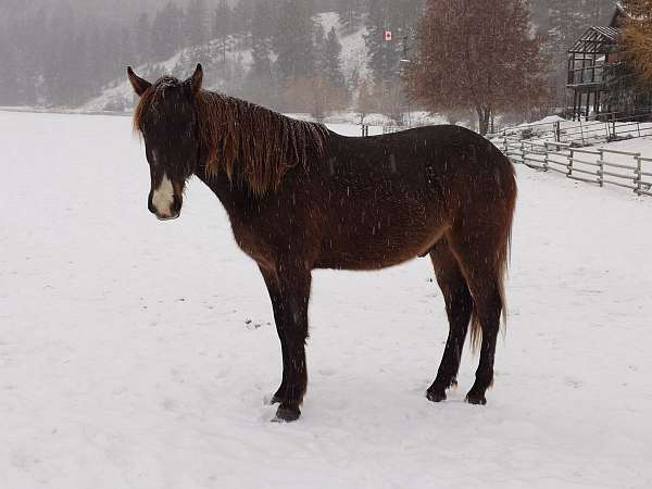 double-registered-gaited-gelding