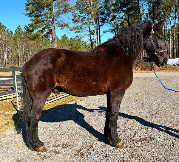 cantering-percheron-horse