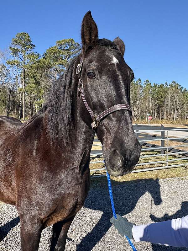 job-percheron-horse