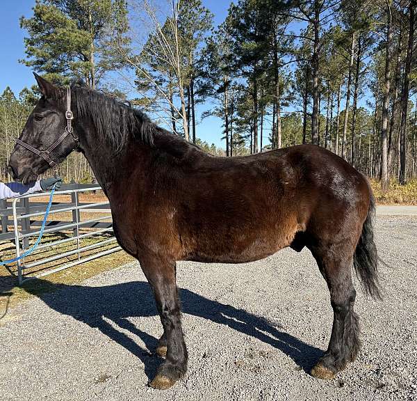 no-issues-percheron-horse