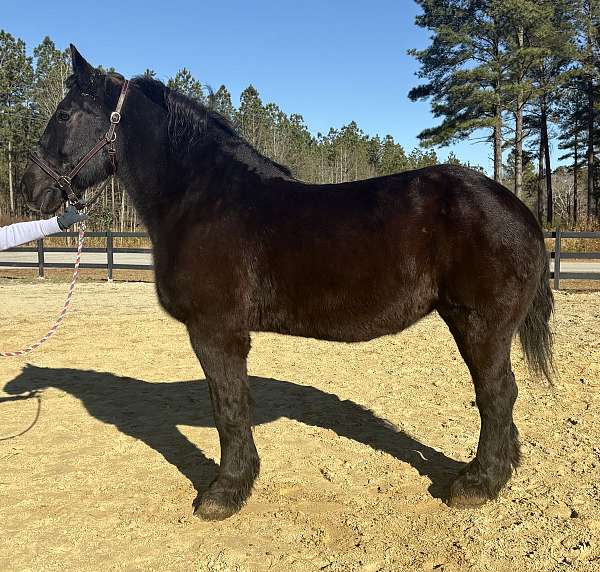 anything-percheron-horse