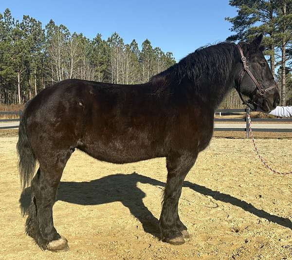 great-manners-percheron-horse