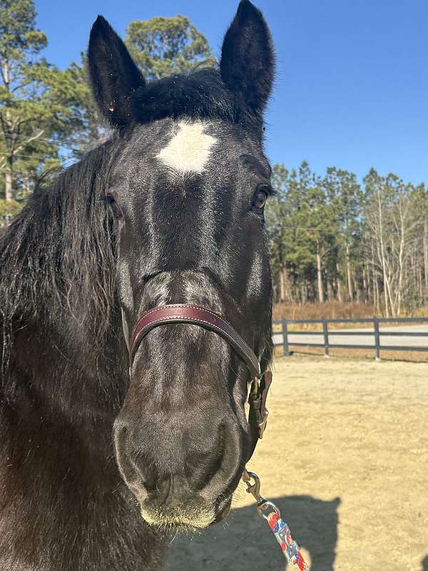 nice-canter-percheron-horse