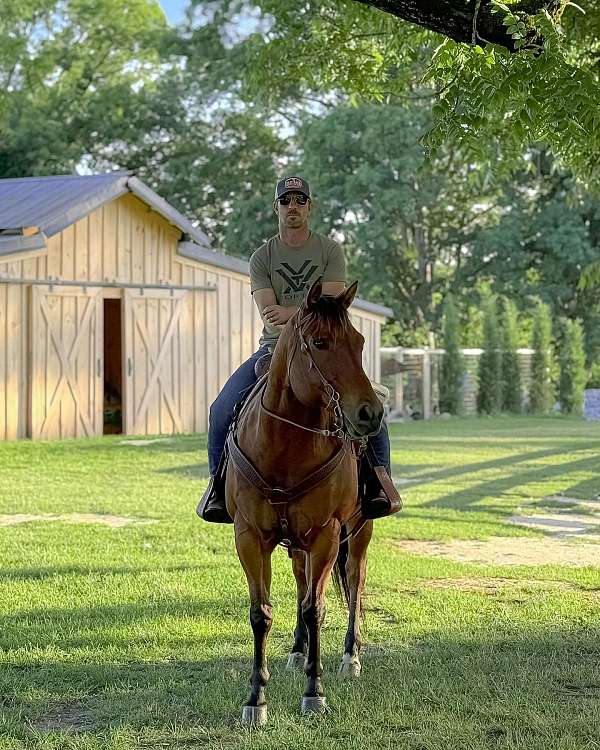 gentleman-quarter-pony