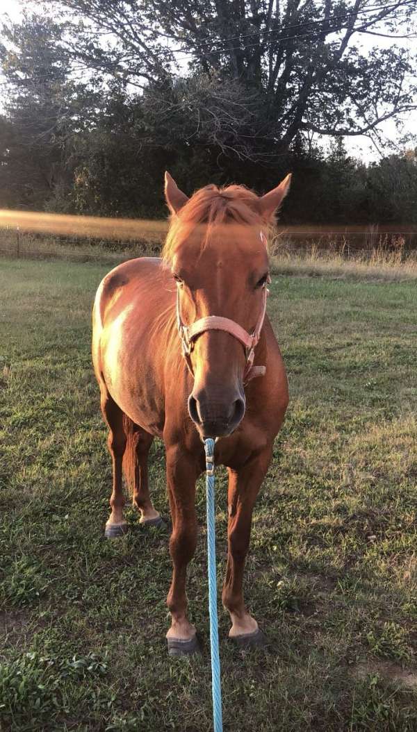 ranch-trail-mustang-pony