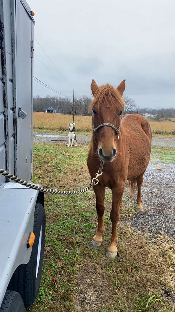 mustang-pony-for-sale