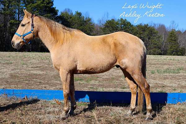 quarter-horse-for-sale