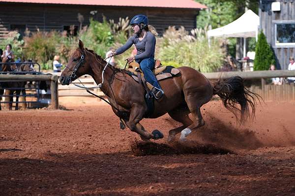 quarter-horse-gelding