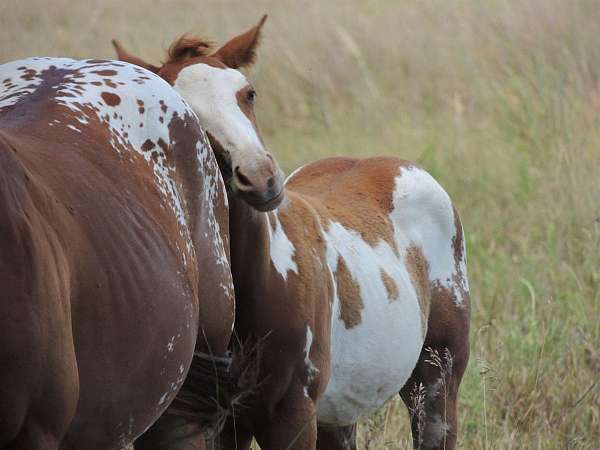 paint-horse