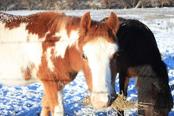 sorrel-overo-paint-horse