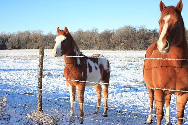 project-quarter-horse